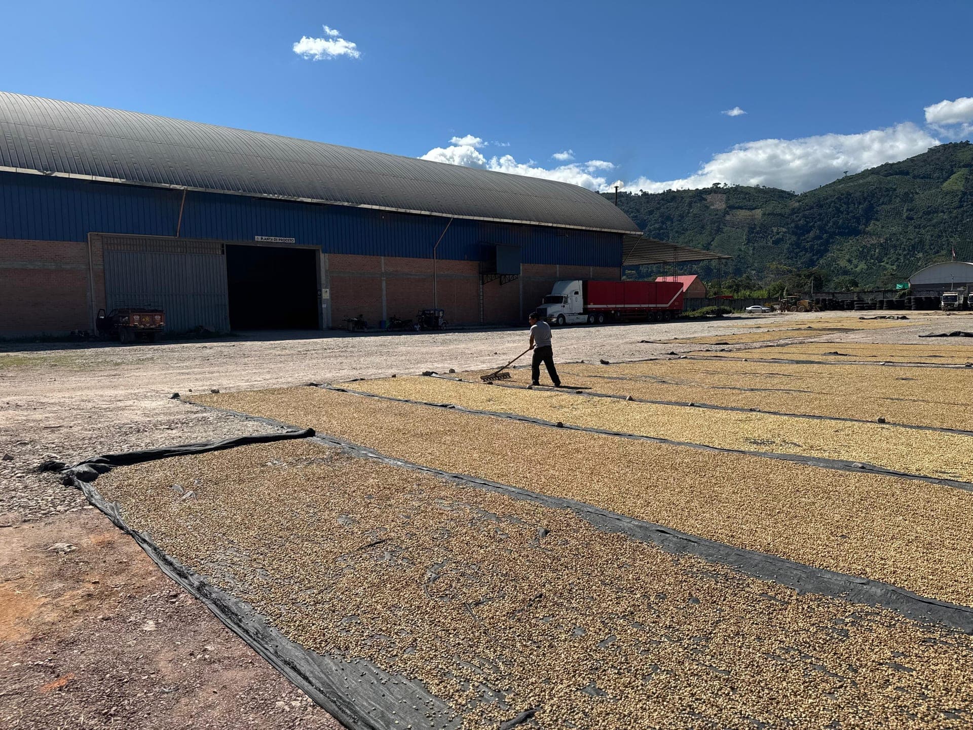 Patio de secado — Procesadora Los Inkas